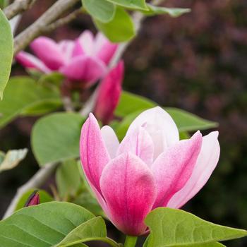 Magnolia 'Rose Marie' 