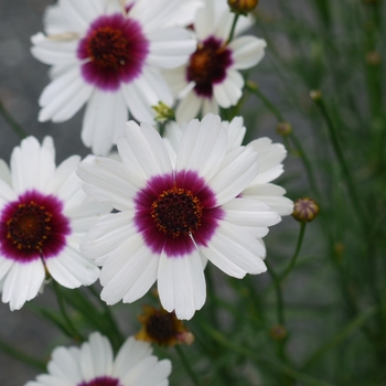 Coreopsis 'Ice Wine' 