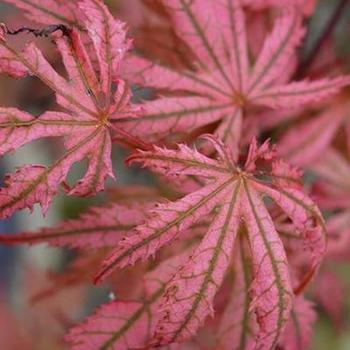 Acer palmatum 'Ariadne' 