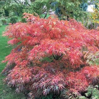 Acer palmatum 'Red Pygmy' 
