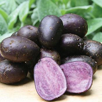 Solanum tuberosum 'Purple Majesty' 