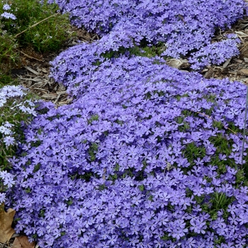 Phlox 'Violet Pinwheels' PP25884