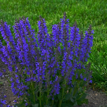 Salvia pratensis 'Midnight Model' PP29498