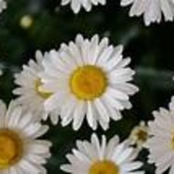 Leucanthemum 'Lucille™ Chic' 