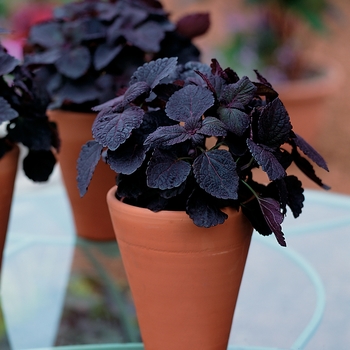 Coleus scutellarioides 'Dark Star' 