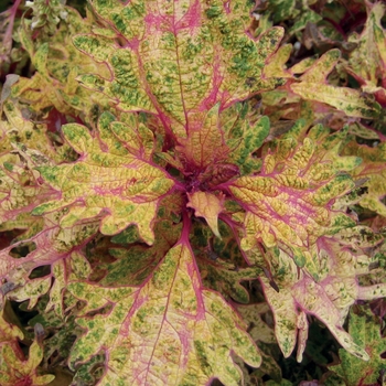 Coleus scutellarioides 'Limon Blush™' 