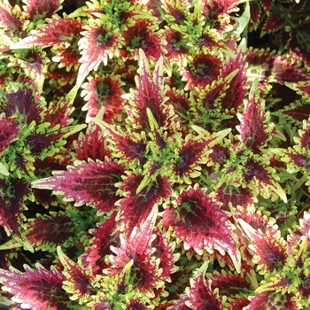 Coleus scutellarioides 'Sky Fire' 