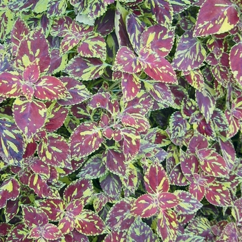 Coleus scutellarioides 'Splish Splash®'