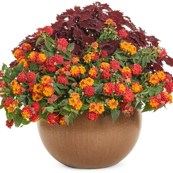 Combination Planter 'Night Fever'