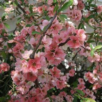 Chaenomeles speciosa 'Moerloosei' 