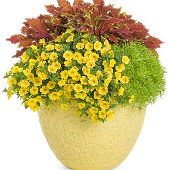 Combination Planter 'Hammersmith Gold'