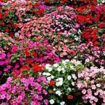 Impatiens 'Multiple Varieties' 