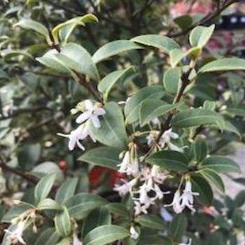 Osmanthus 'Burkwoodii' 