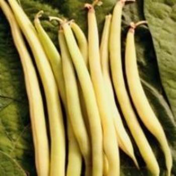 Phaseolus vulgaris 'Gold Rush' 