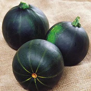 Cucurbita pepo 'Eight Ball' 