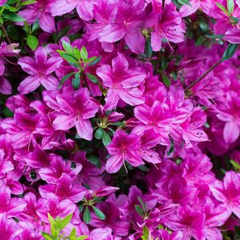 Rhododendron 'Purple Splendor' 