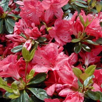 Rhododendron Robin Hill hybrid 'Gillie' 