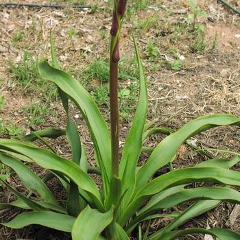 Yucca rupicola