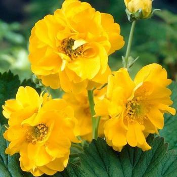 Geum chiloense 'Lady Stratheden' 