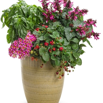 Combination Planter 'Strawberry Fields' 