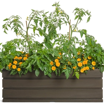 Combination Planter 'Garden Market'