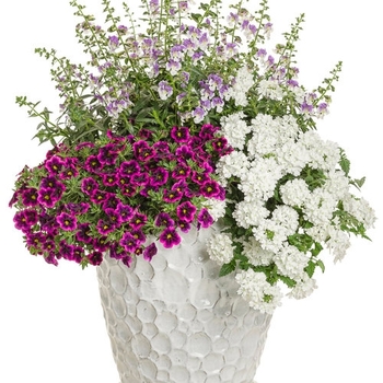 Combination Planter 'Rosealine'