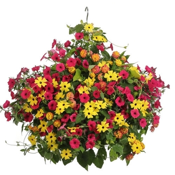 Combination Planter 'Ambrosial' 