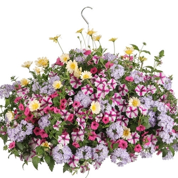 Combination Planter 'Belle Ambition'