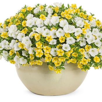 Combination Planter 'Forever Gold' 