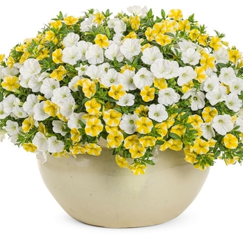 Combination Planter 'Forever Gold'