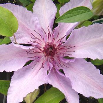 Clematis 'Harmony' 