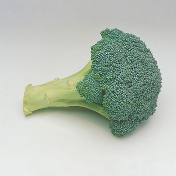 Brassica Everest