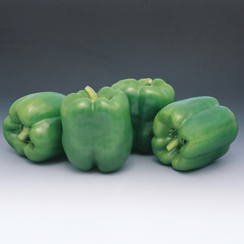 Capsicum annuum 'Colossal'