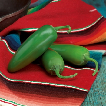 Capsicum annuum 'Compadre' 