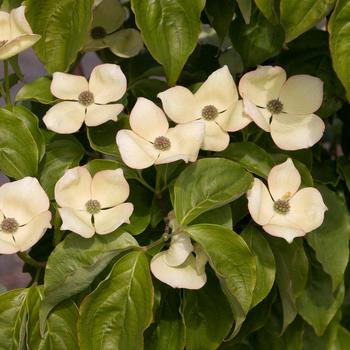 Cornus 'KF111-1' PP22219