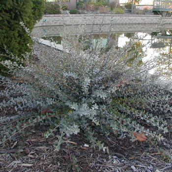 Salix repens 'Bridal Rice' 