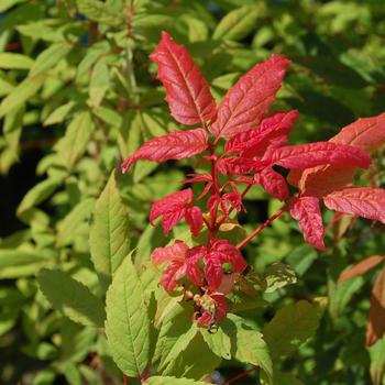 Acer mandshuricum