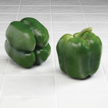 Capsicum annuum 'Cutlass'