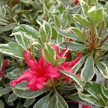 Rhododendron Girard Hybrid 'Girard's Variegated Gem' 