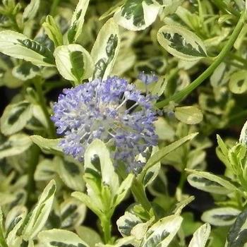 Ceanothus thyrsiflorus 'Cool Bue' PP24884