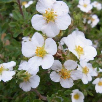 Potentilla fruticosa 'Snowflake' 