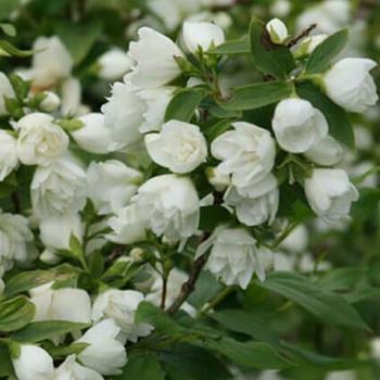 Philadelphus 'Manteau d'Hermine' 