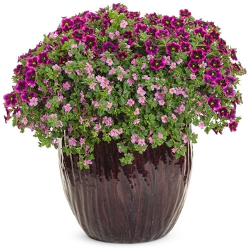 Combination Planter 'Celia'