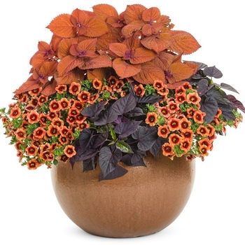 Combination Planter 'Caramel Blossom'