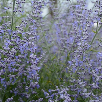 Perovskia atriplicifolia 'Little Lace'