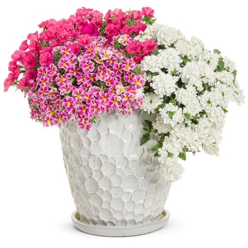 Combination Planter 'Botanical Bouquet'