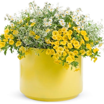 Combination Planter 'Just add color - Yellow' 