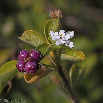 Lantana involucrata