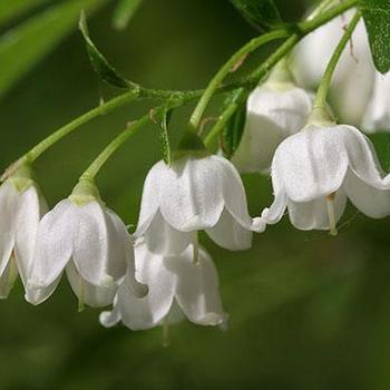 Vaccinium arboreum