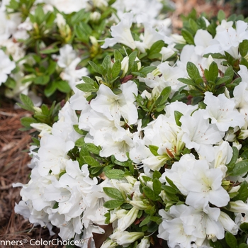 Rhododendron Bloom-A-Thon® 'White' PP 21,512